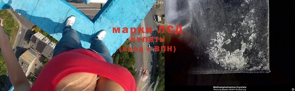 прущие грибы Лабытнанги